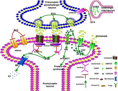 Effects of Electroconvulsive Therapy on Depression and Its Potential Mechanism